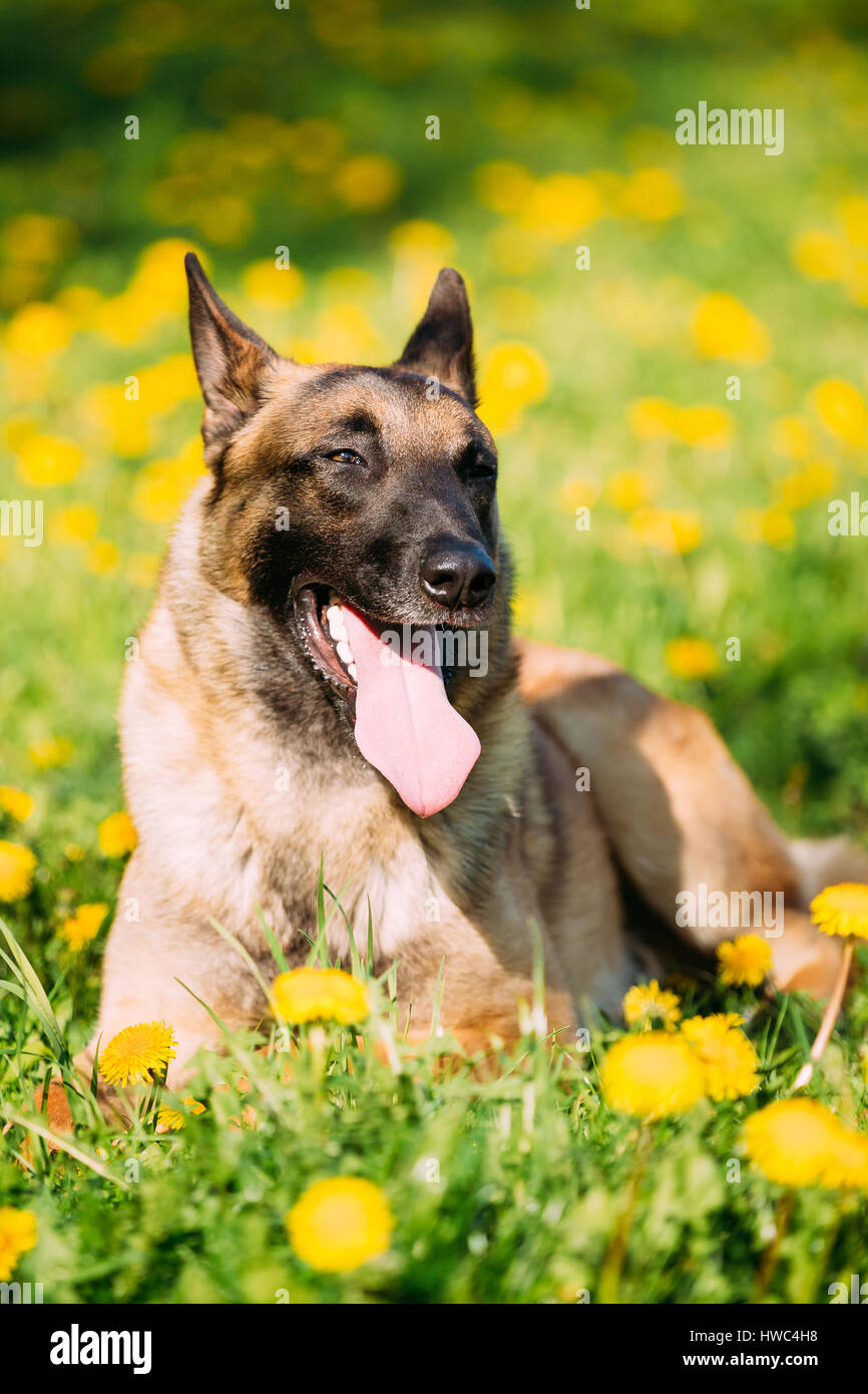 Pastor Belga Malinois High Resolution Stock Photography And Images Alamy Pastor Belga Malinois High Resolution Stock Photography And Images Alamy