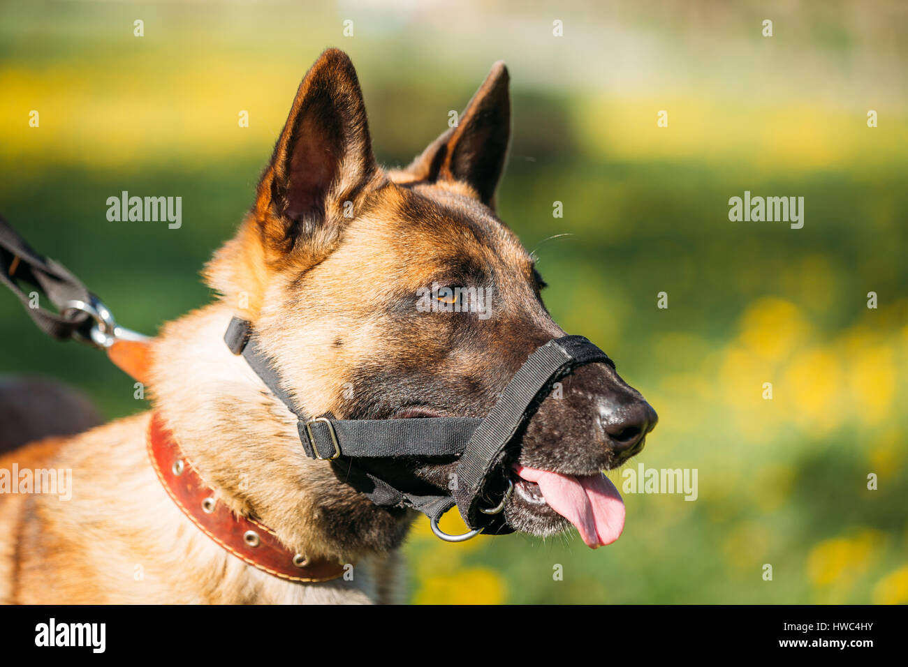 Close Up Portrait Of Malinois Dog With Muzzle. Belgian Shepherd Dog On
