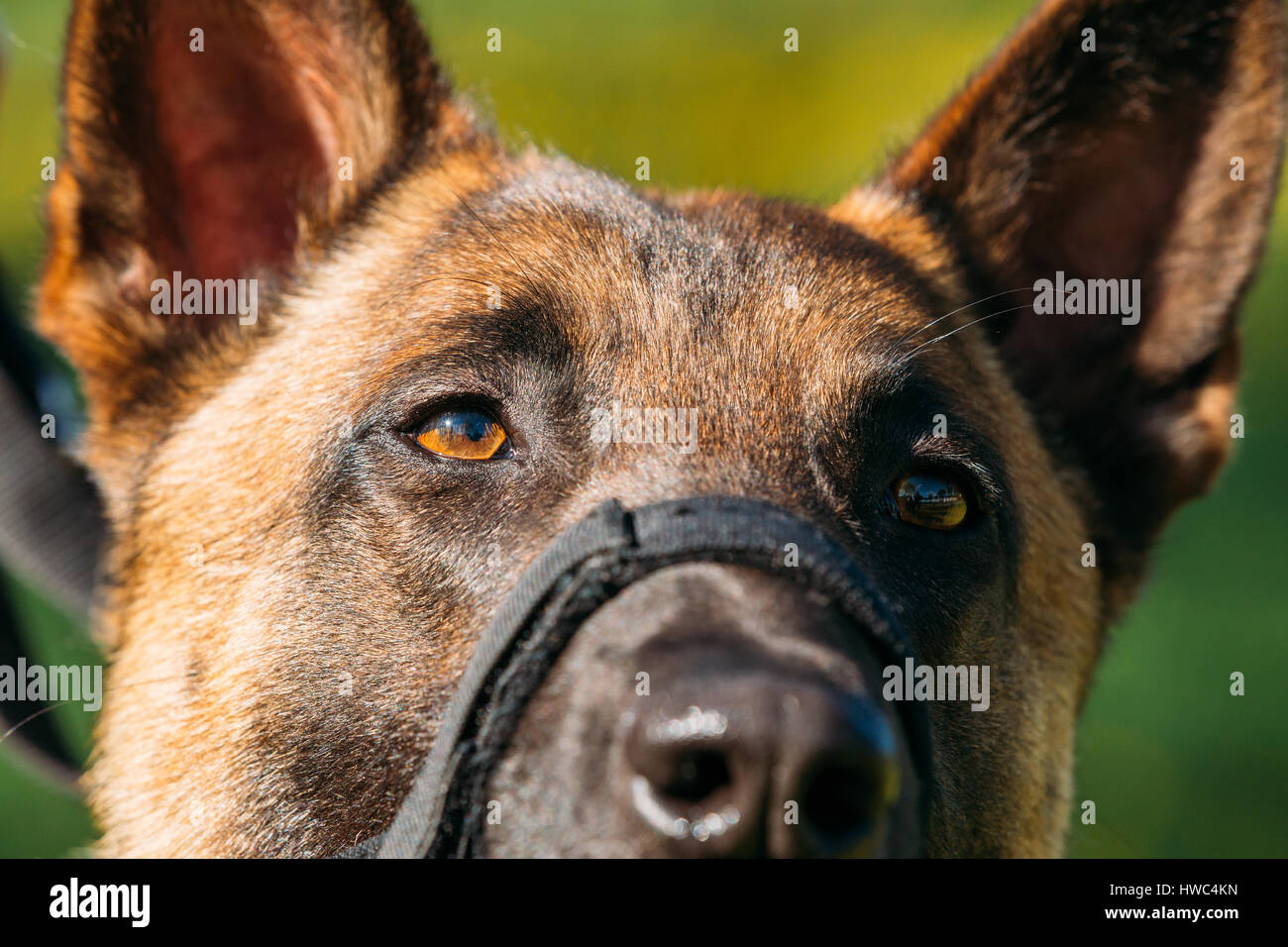 Close Up Portrait Of Malinois Dog With Muzzle. Belgian Shepherd Dog