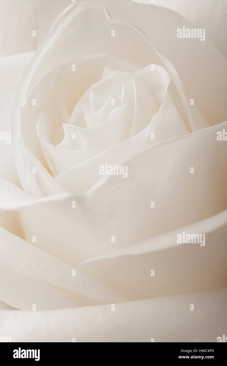 white rose flower macro Stock Photo