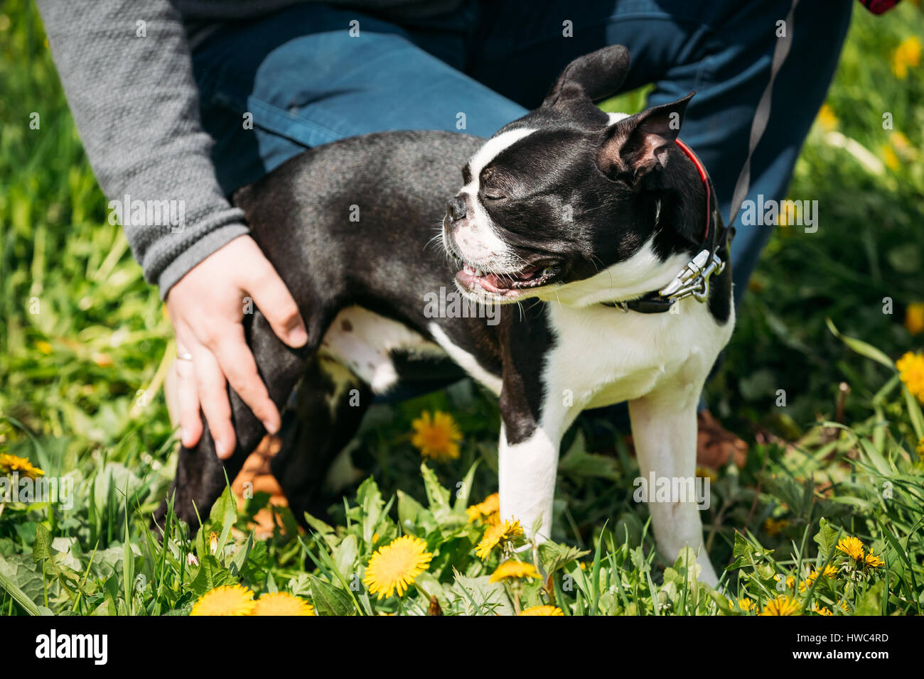 Funny Young Boston Bull Terrier Dog Play Outdoor In Green Spring Meadow With Yellow Flowers. Playful Pet Outdoors. Stock Photo