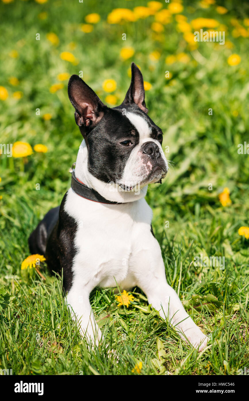 Portrait Of Funny Young Boston Bull Terrier Dog Outdoor In Green Spring Meadow With Yellow Flowers. Playful Pet Outdoors. Stock Photo