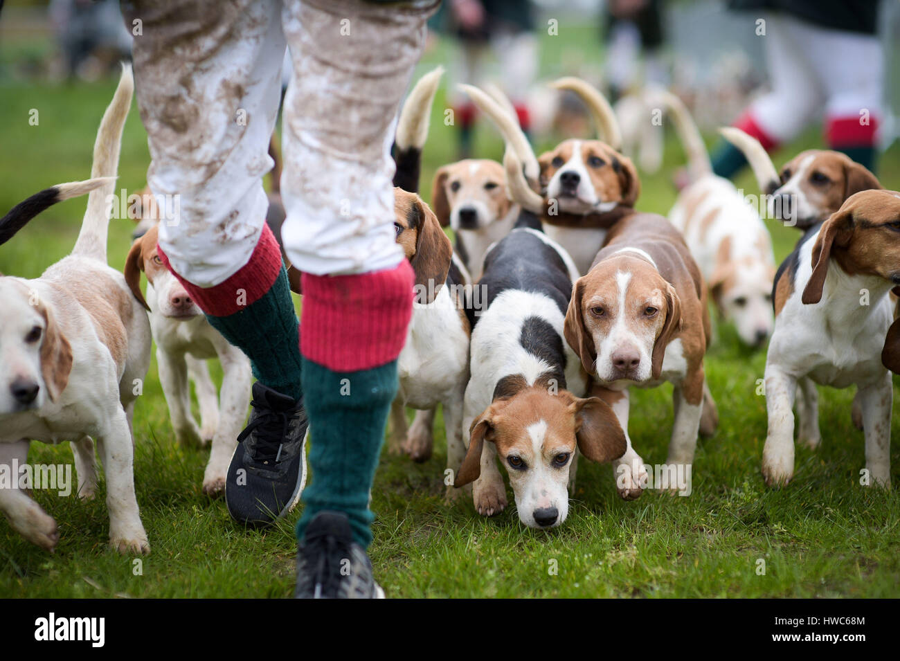 A pack of hounds at the West of England Game Fair at the Bath and West Showground in Somerset. Stock Photo