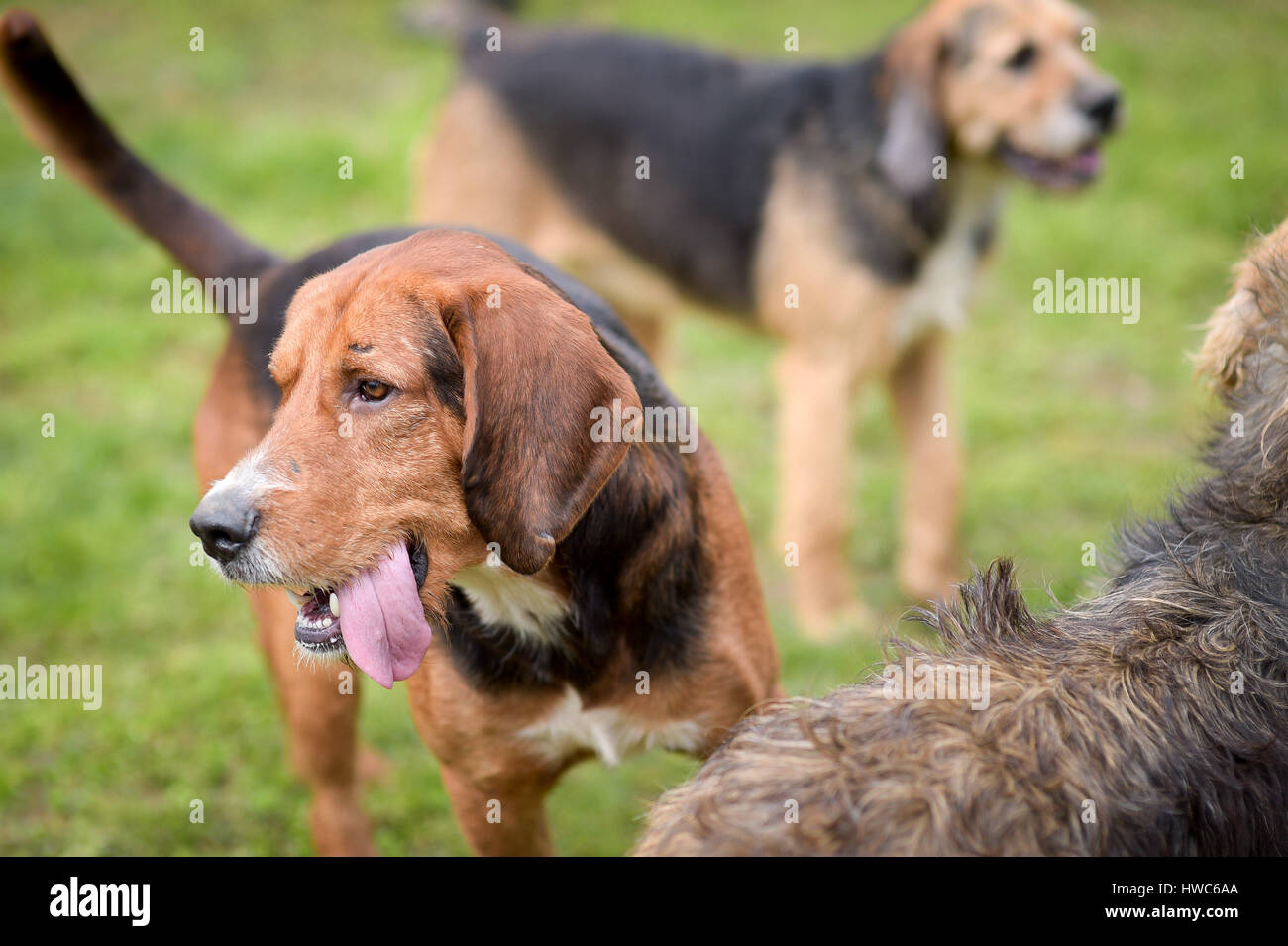 Hounds at the West of England Game Fair at the Bath and West Showground in Somerset. Stock Photo