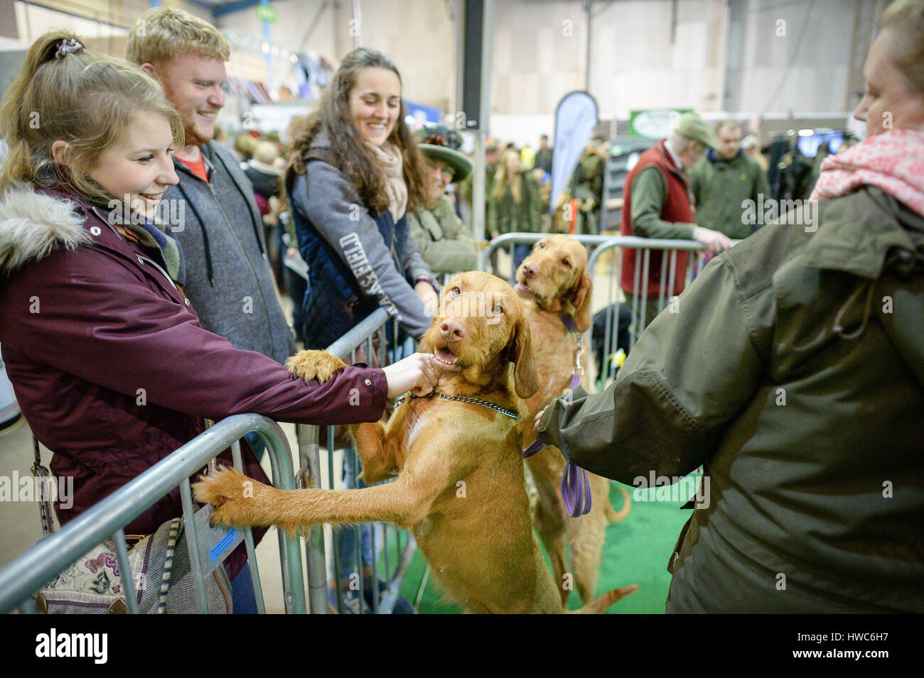 People stroke dogs at the West of England Game Fair at the Bath and West Showground in Somerset. Stock Photo