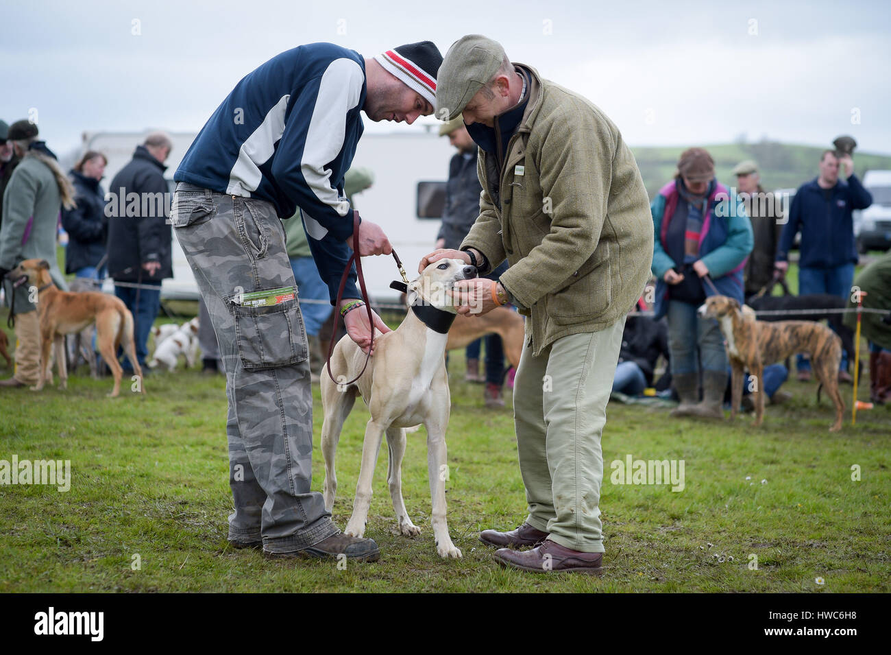 A dog is inspected during the lurchers 6-12 months old competition category at the West of England Game Fair at the Bath and West Showground in Somerset. Stock Photo