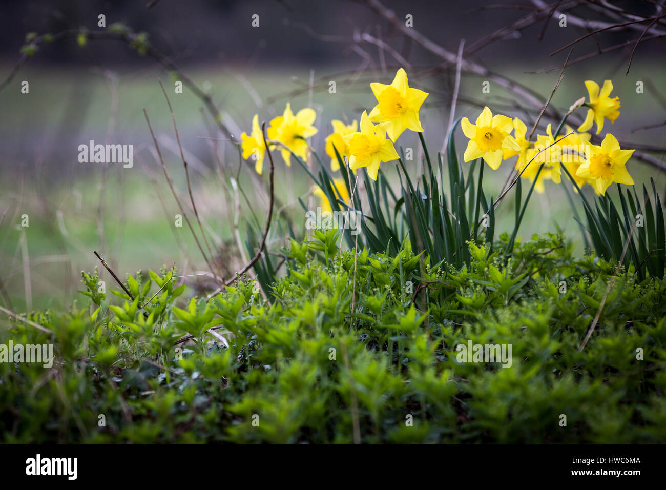 Yellow daffodils growing in a field in Surrey , UK Stock Photo
