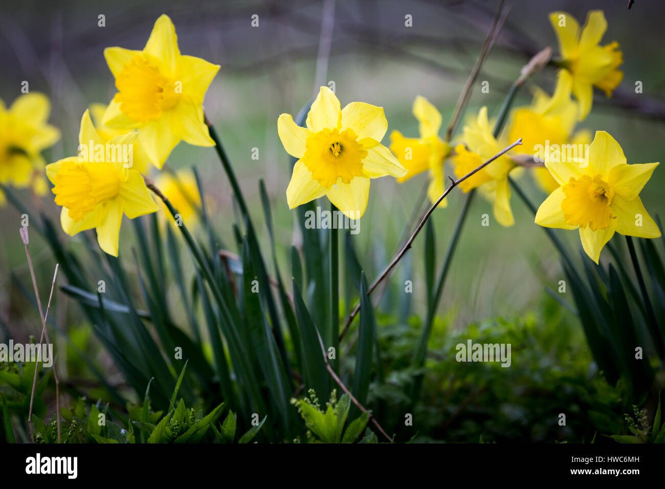 Yellow daffodils growing in a field in Surrey , UK Stock Photo