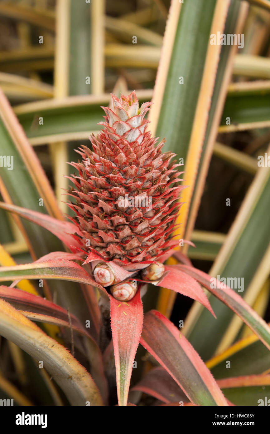 Pineapple, Ananas comosus Stock Photo