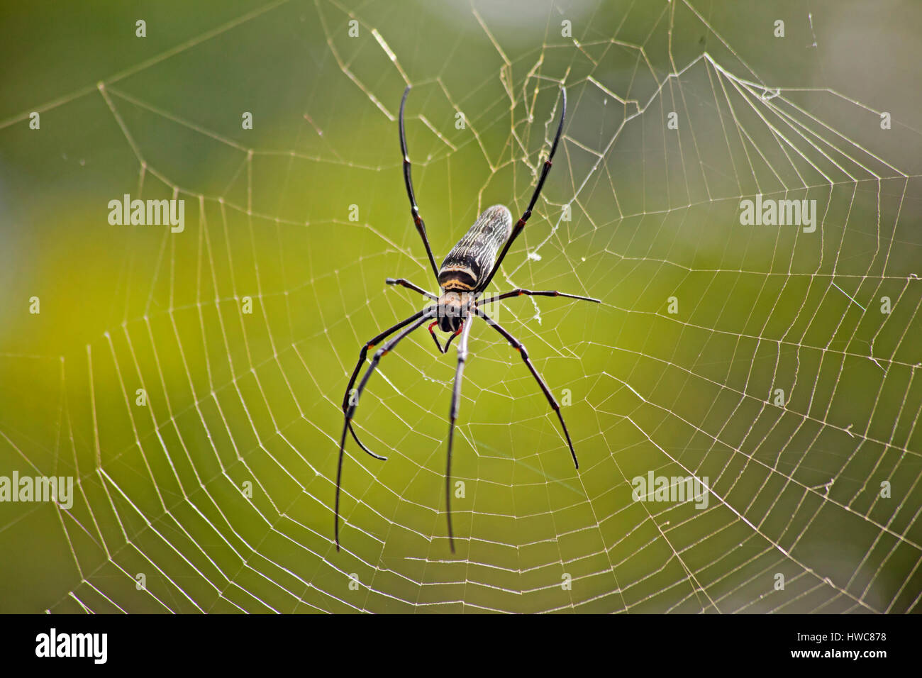 Nephila pilipes (northern golden orb weaver or giant golden orb weaver) is a species of golden orb-web spider. Malaysia Stock Photo