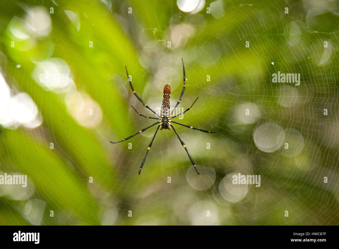 Nephila pilipes (northern golden orb weaver or giant golden orb weaver) is a species of golden orb-web spider. Malaysia Stock Photo