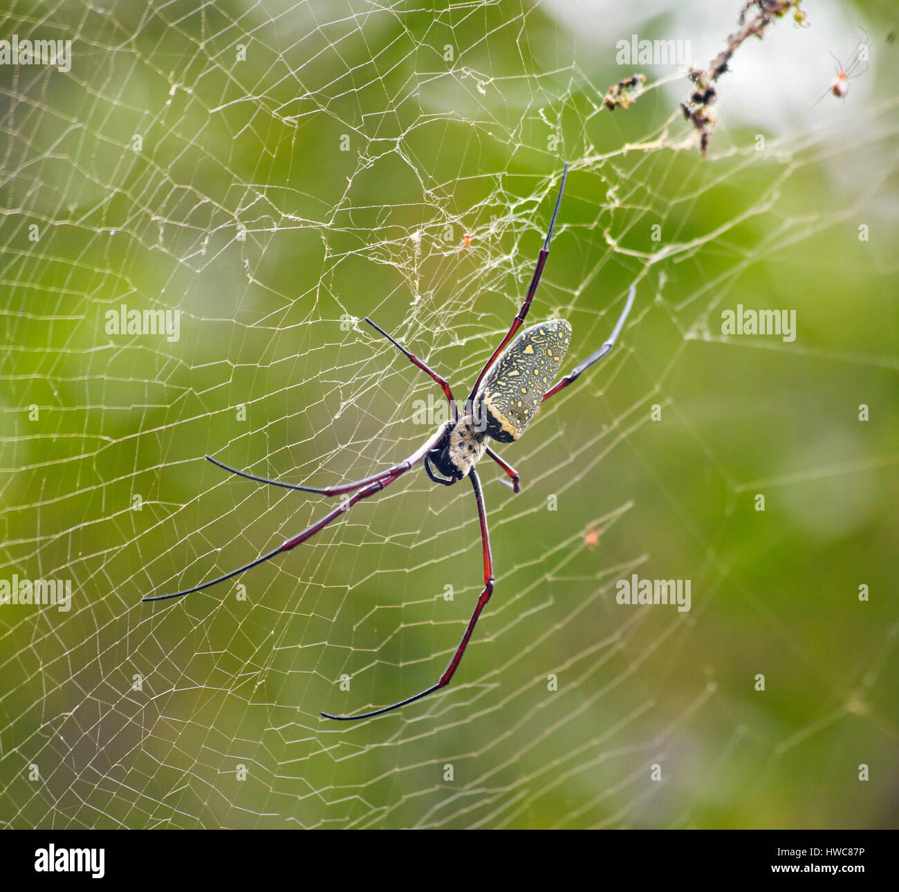 Nephila pilipes (northern golden orb weaver or giant golden orb weaver) is a species of golden orb-web spider. Malaysia Stock Photo