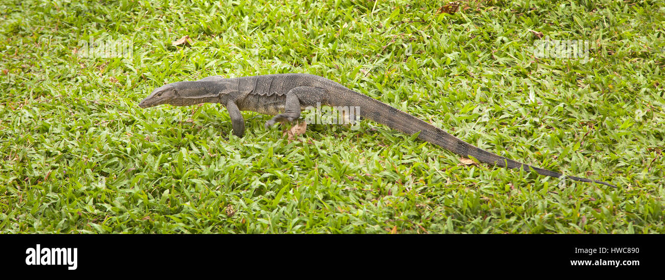 Monitor lizard is the common name of several large lizard species, comprising the genus Varanus. A total of 79 species are currently recognized. Stock Photo
