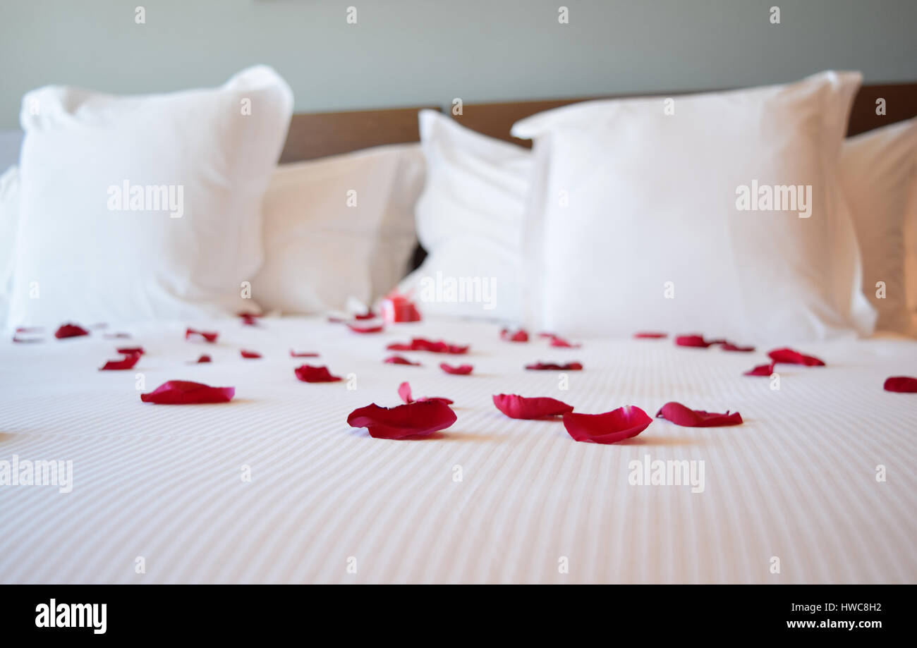 Saint valentine's day, white large bed with the rose petals, red rose