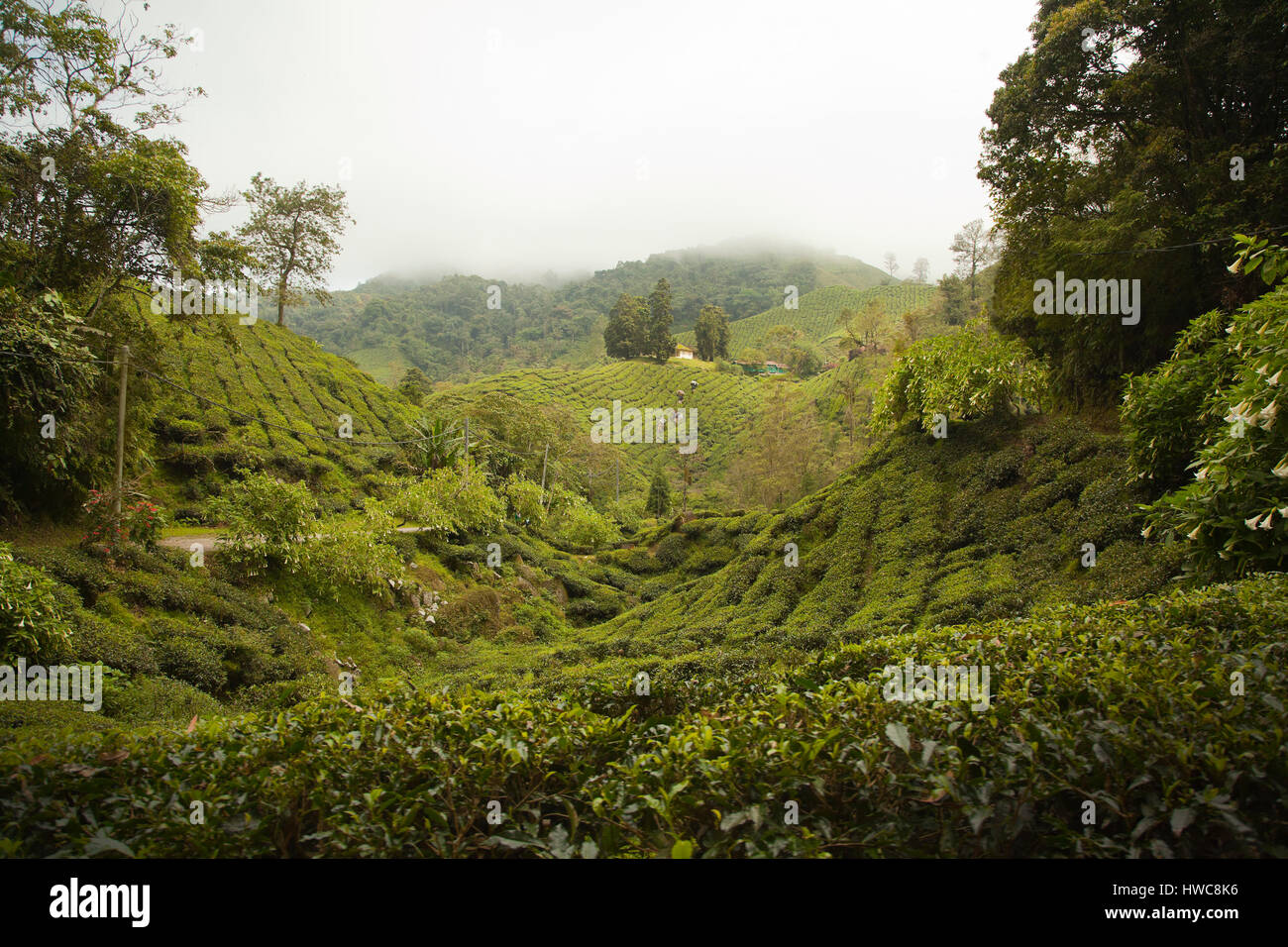 Cameron Highlands Boh tea plantation, Malaysia. Tea pickers carrying the days pickings down to the processing factory Stock Photo