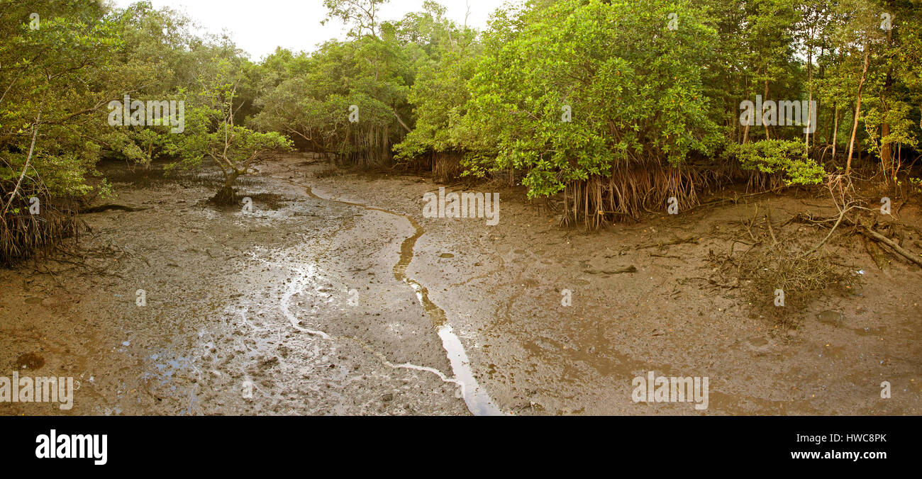 Mangrove swamp, Sungai Buloh reserve, North coast of Singapore Stock Photo