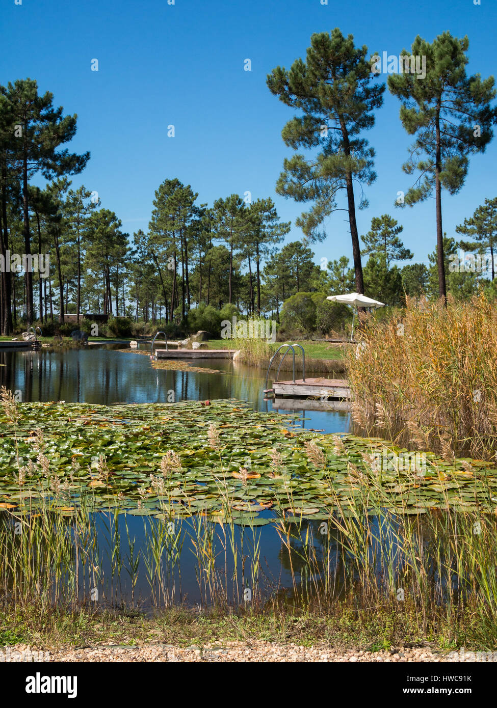 Eco pool set in the middle of pine trees forest Stock Photo Alamy