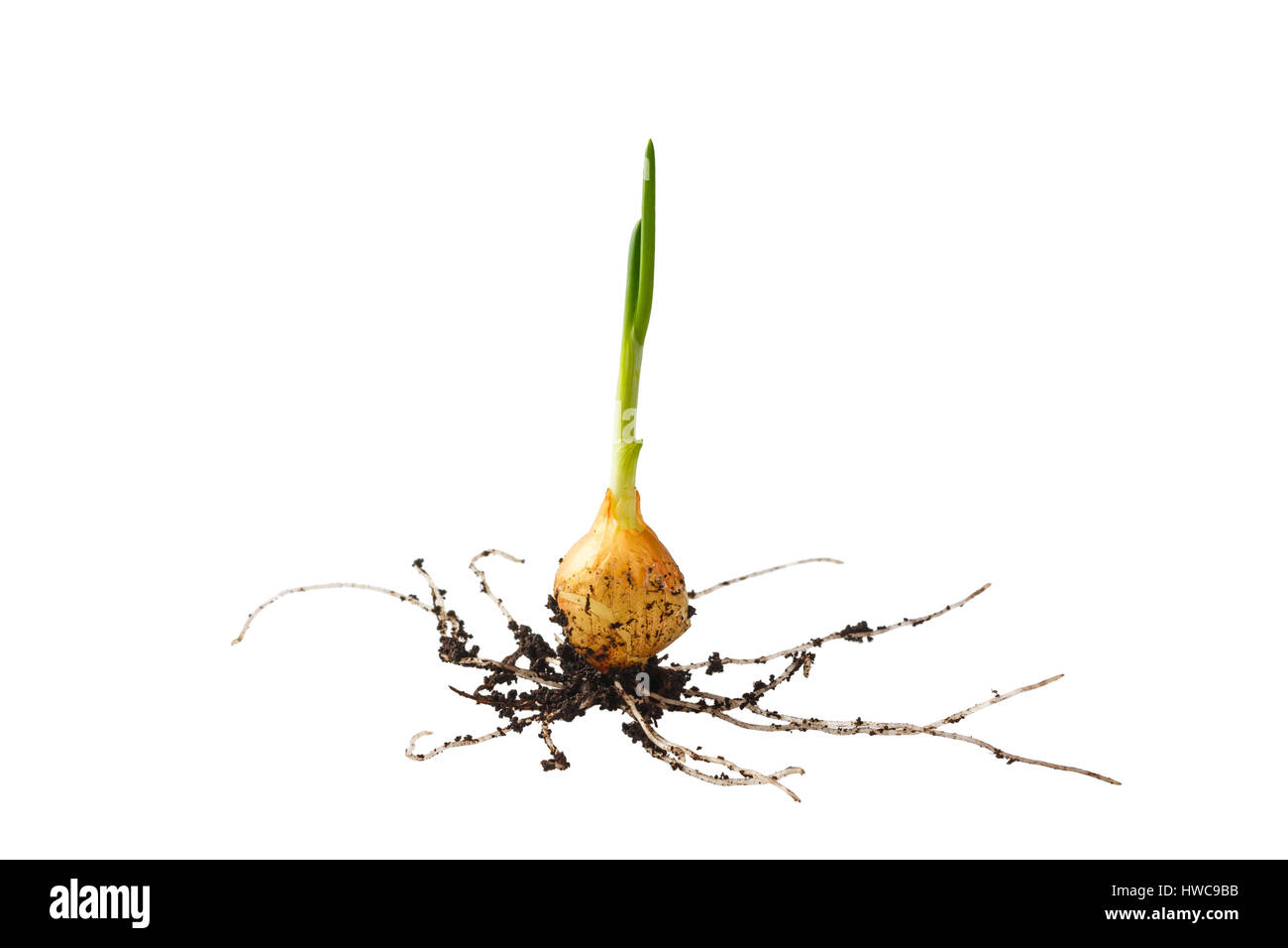 Onion growing on soil island isolated on white background Stock Photo