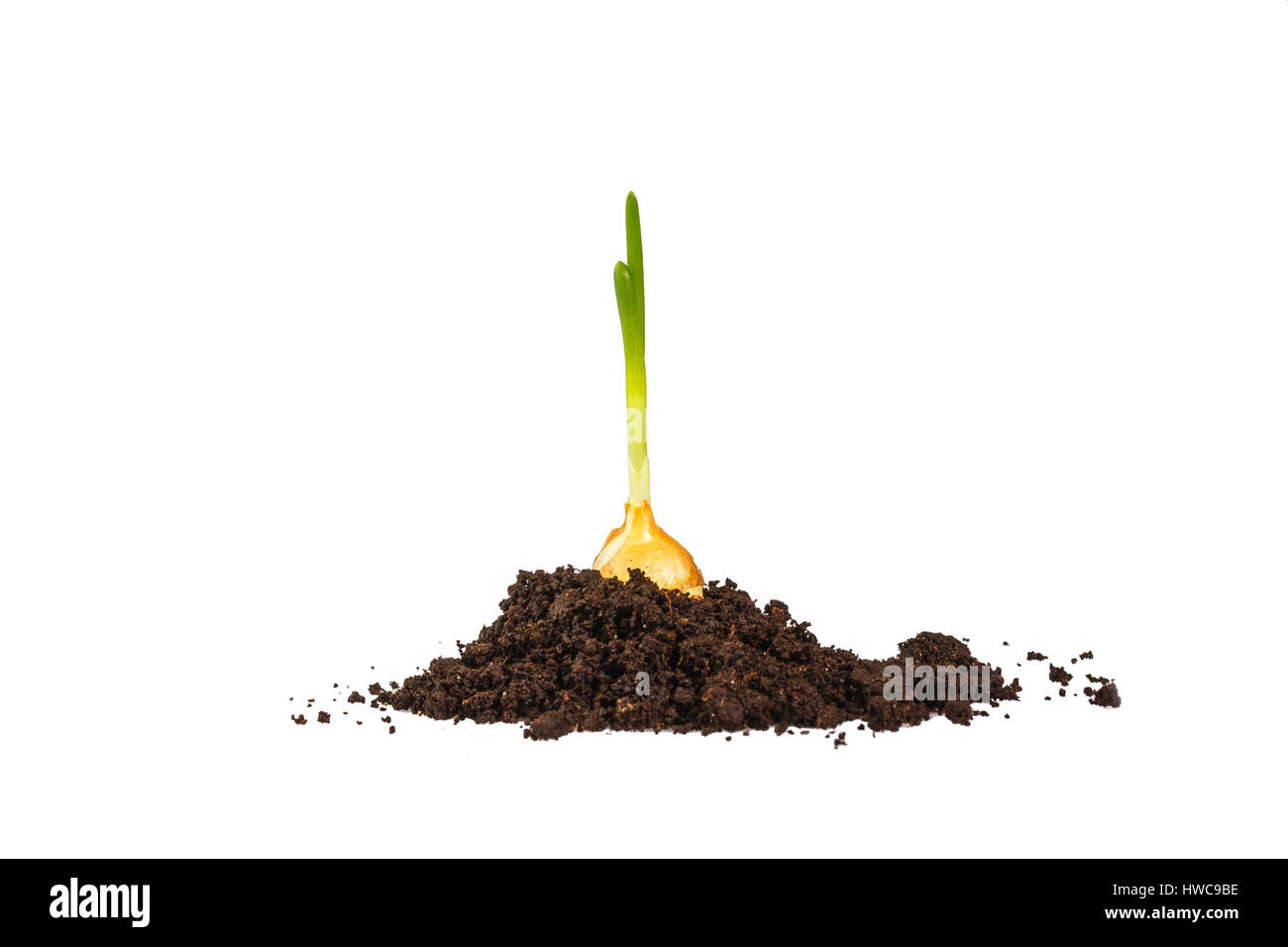 Onion growing on soil island isolated on white background Stock Photo