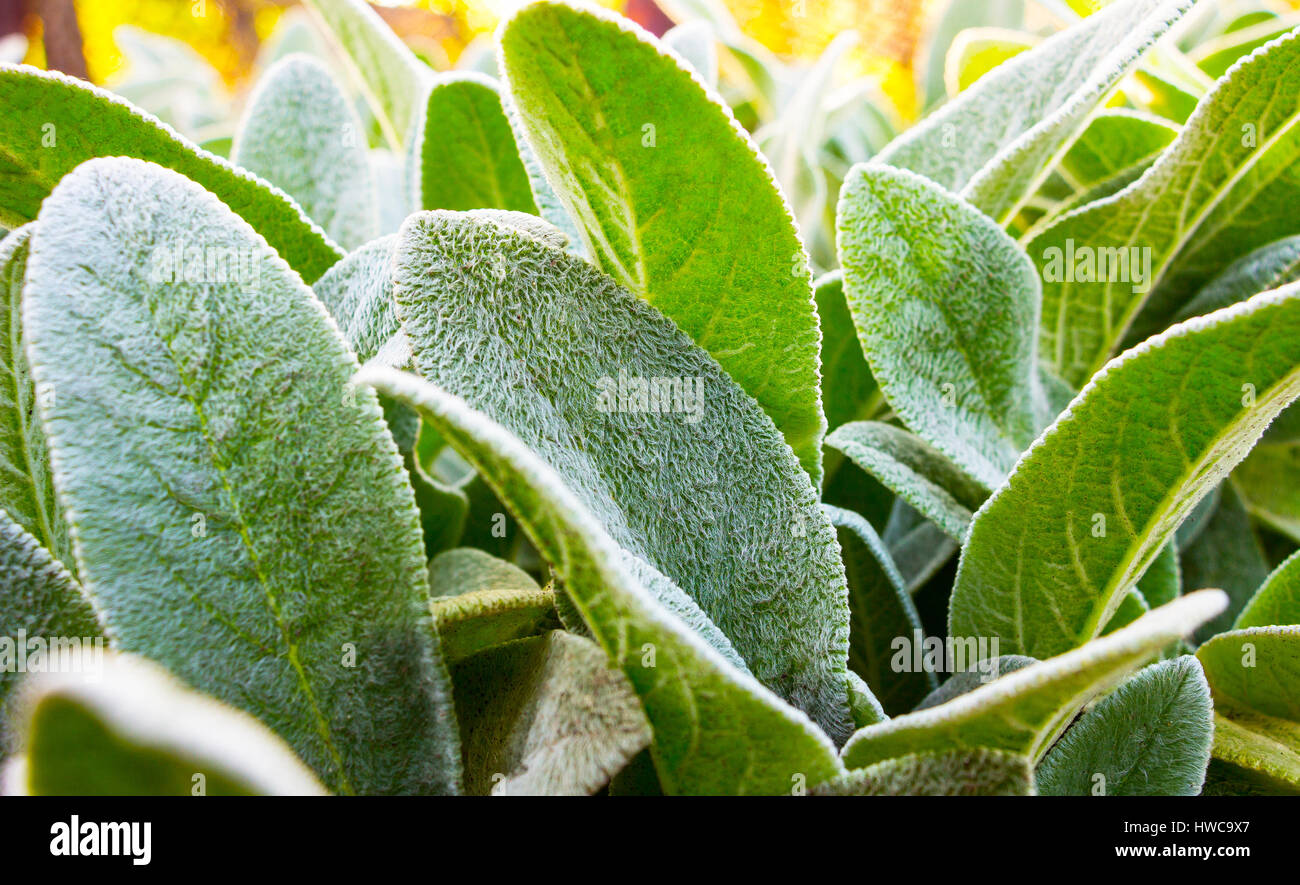 Herb Lambs ear Stock Photo Alamy
