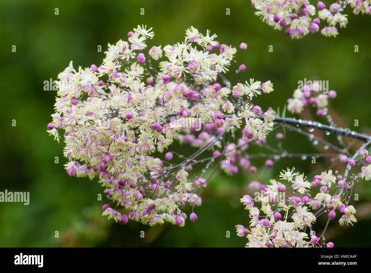 Pink buds open to a mass of creamy stamens in the flowers of the tall meadow rue, Thalictrum 'Elin' Stock Photo