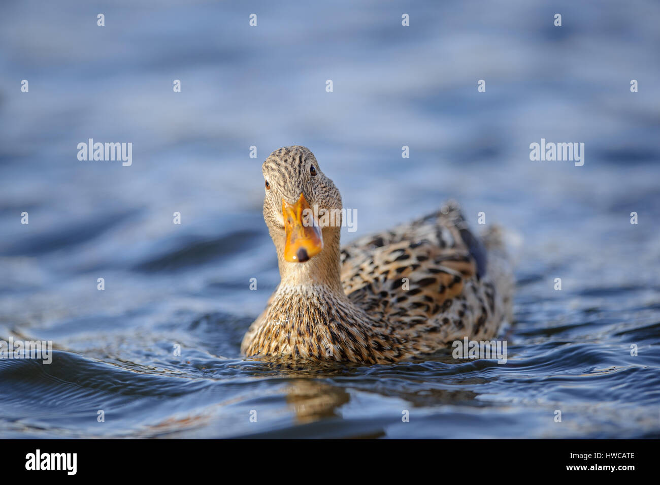 Mallard swimming in blue water. Bird on river. Wild duck on lake. Stock Photo