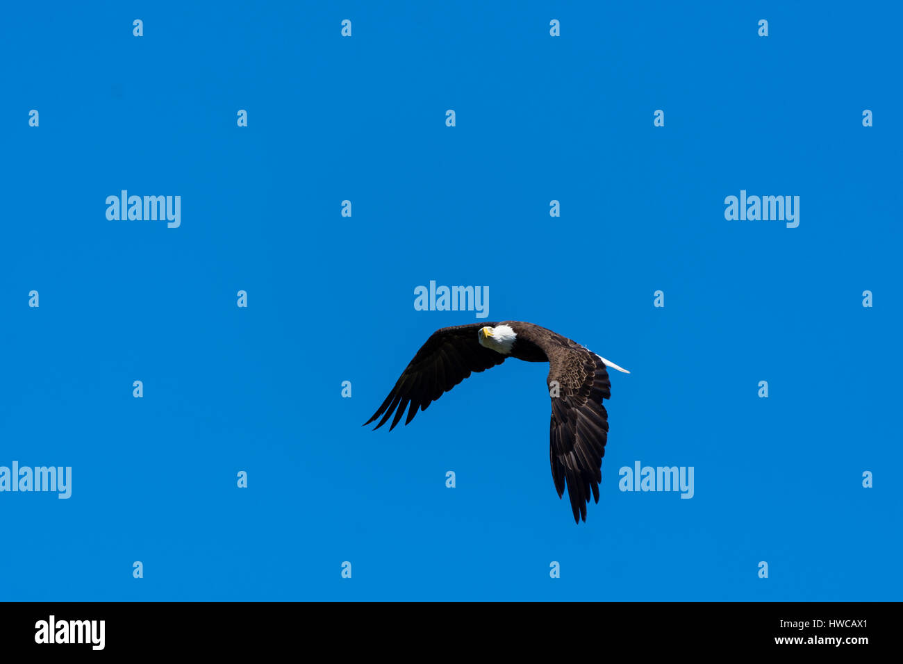 A bald eagle (Haliaeetus leucocephalus) soars against a clear blue sky. Stock Photo