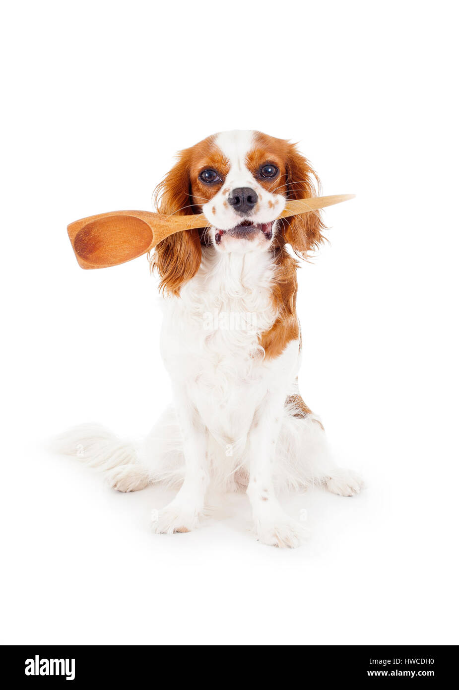 Hungry dog illustration. Stock Photo