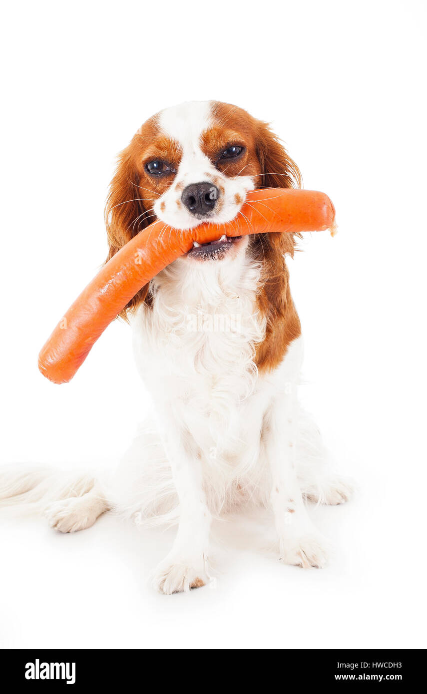 Can Dogs Eat Sausage