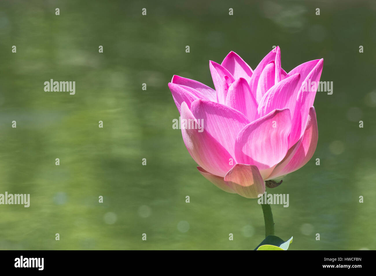 Lotus flower (Nelumbo nucifera), Siem Reap, Cambodia Stock Photo Alamy