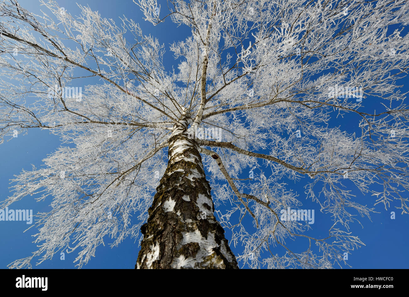 Birch tree with hoarfrost, Upper Bavaria, Bavaria, Germany Stock Photo