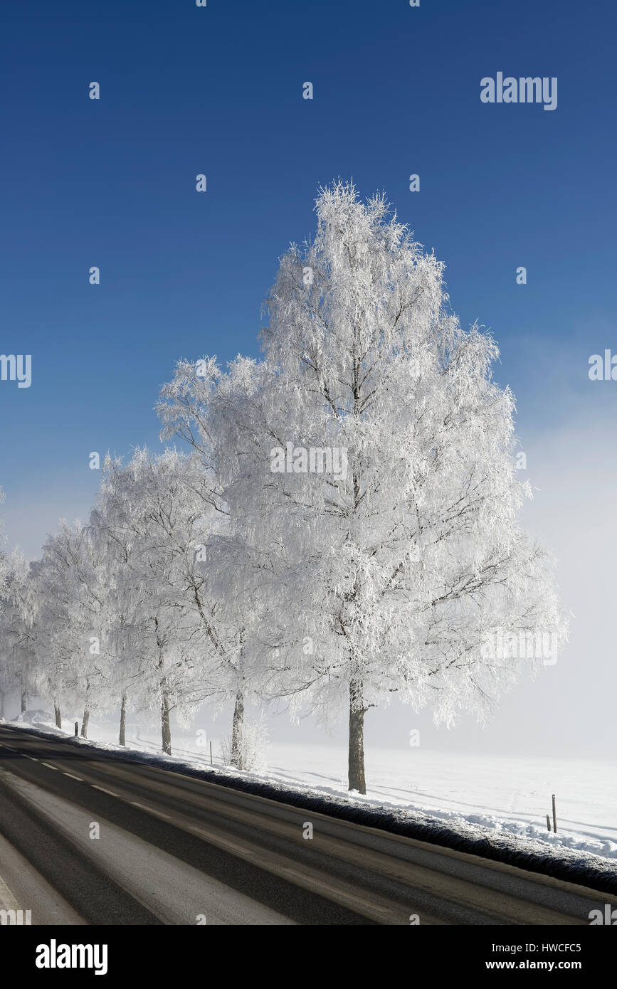 Country road in winter, avenue, trees with hoarfrost, Kochel, Upper Bavaria, Bavaria, Germany Stock Photo