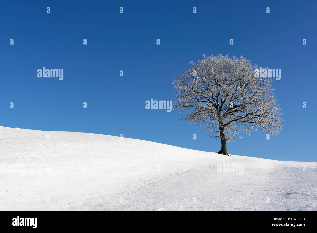 Tree in the snow, Alpine Foreland, Upper Bavaria, Bavaria, Germany Stock Photo