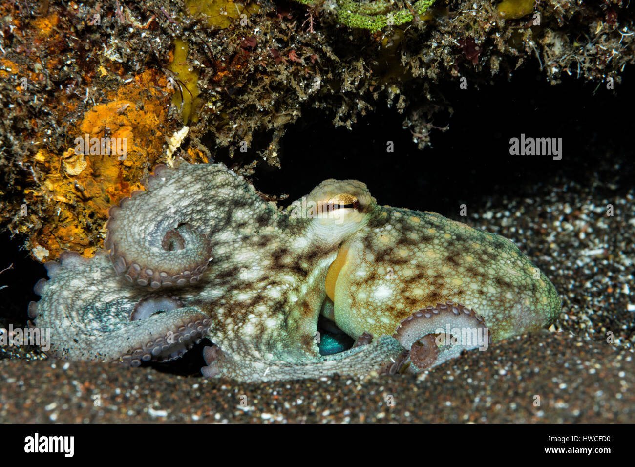 Common octopus (Octopus vulgaris) Atlantic, Azores, Portugal Stock Photo