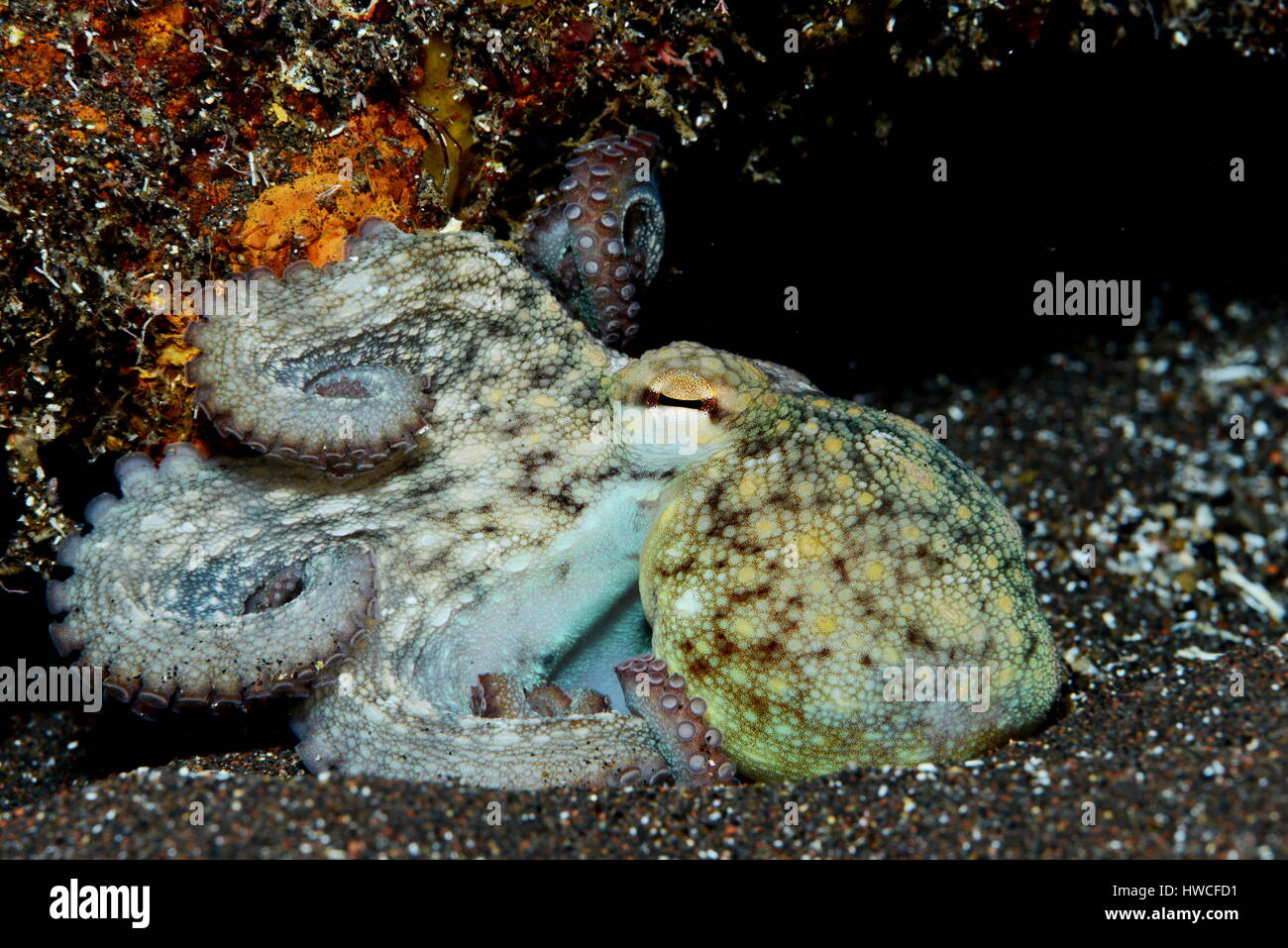 Common octopus (Octopus vulgaris) Atlantic, Azores, Portugal Stock Photo