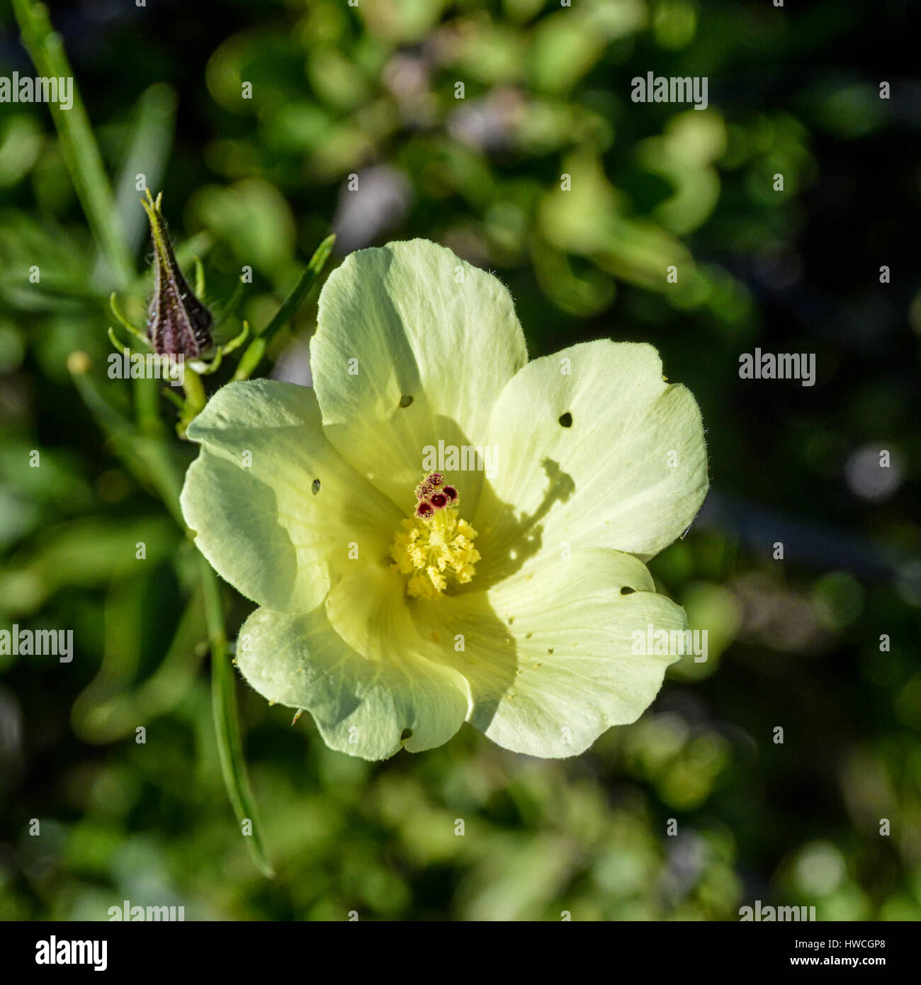 A Hibiscus aethiopicus flower in Southern African savanna Stock Photo