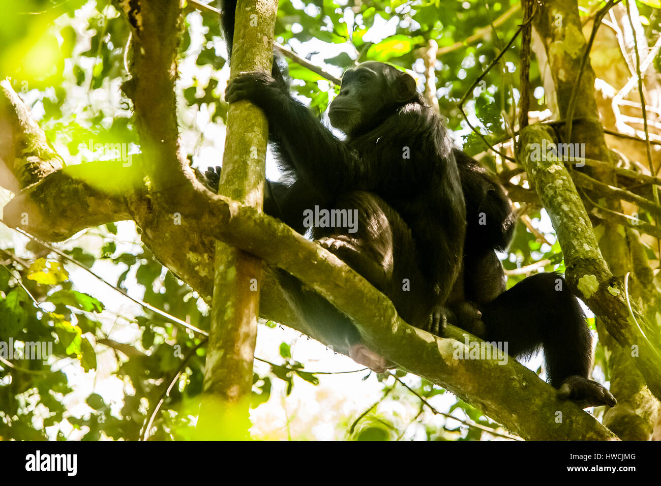 Chimpanzees Stock Photo