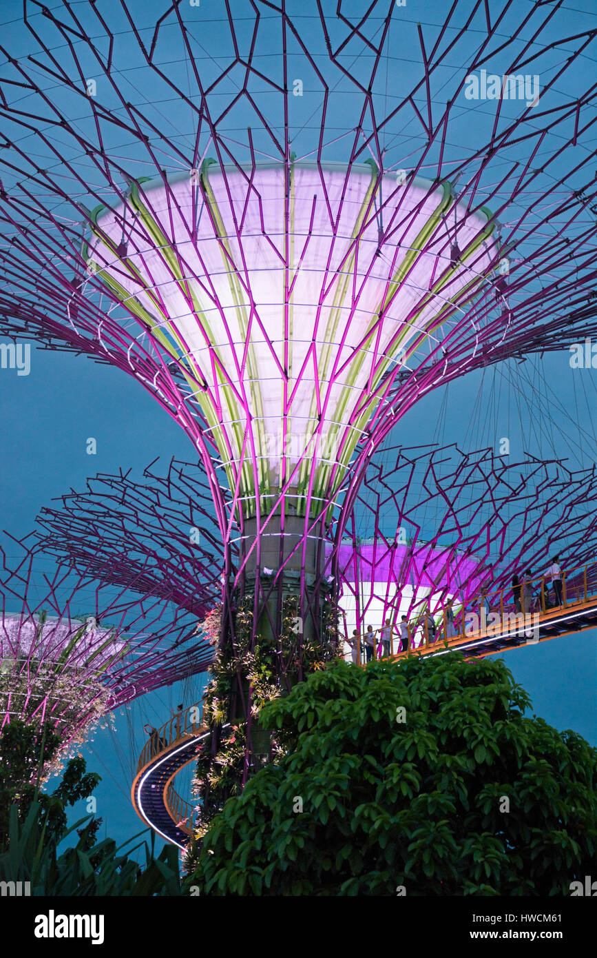 Vertical view of the OCBC skyway at the Supertree Grove at night in Singapore. Stock Photo
