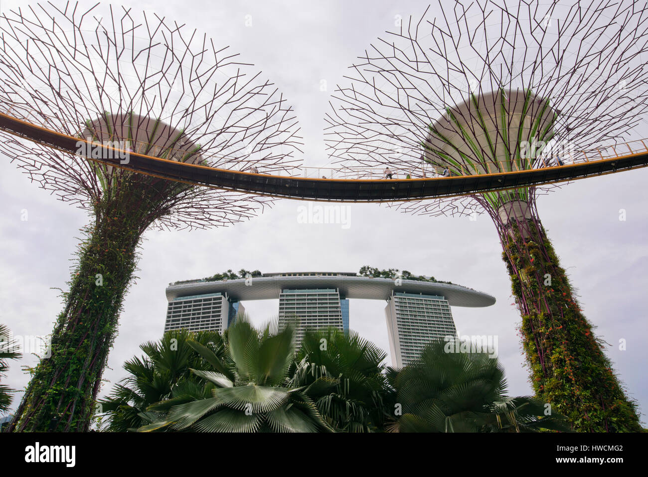 Horizontal view of the OCBC skyway amongst the Supertrees at the Gardens by the Bay in Singapore. Stock Photo