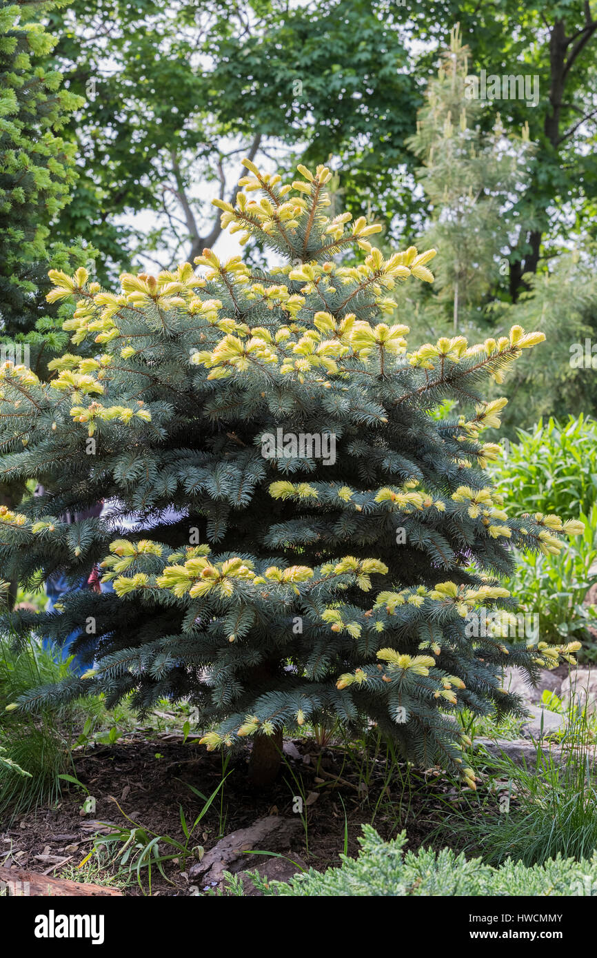 Blue spruce (Picea pungens 'Bialobok') Stock Photo