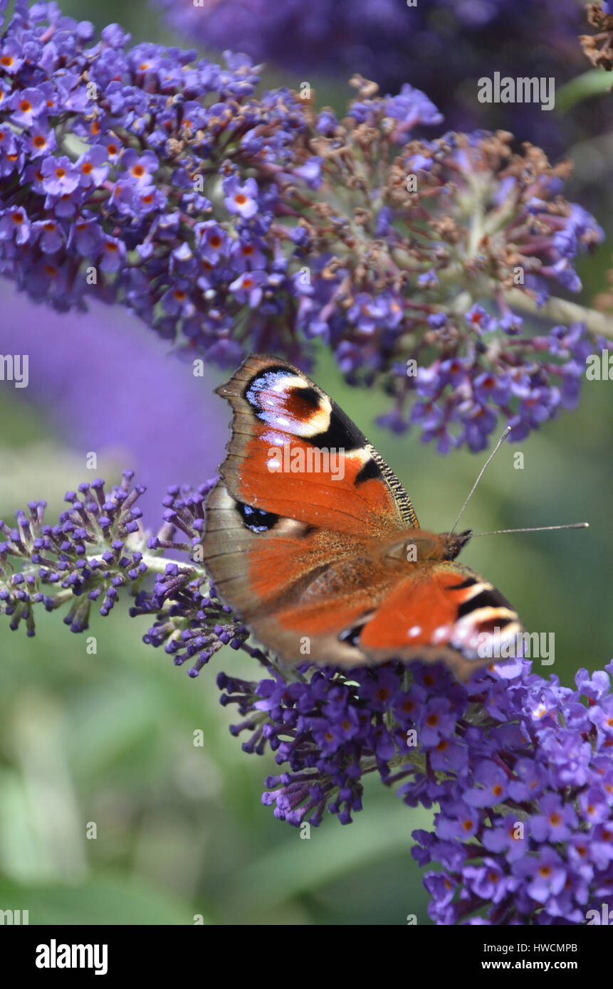 Peacock on a buddleia Stock Photo - Alamy