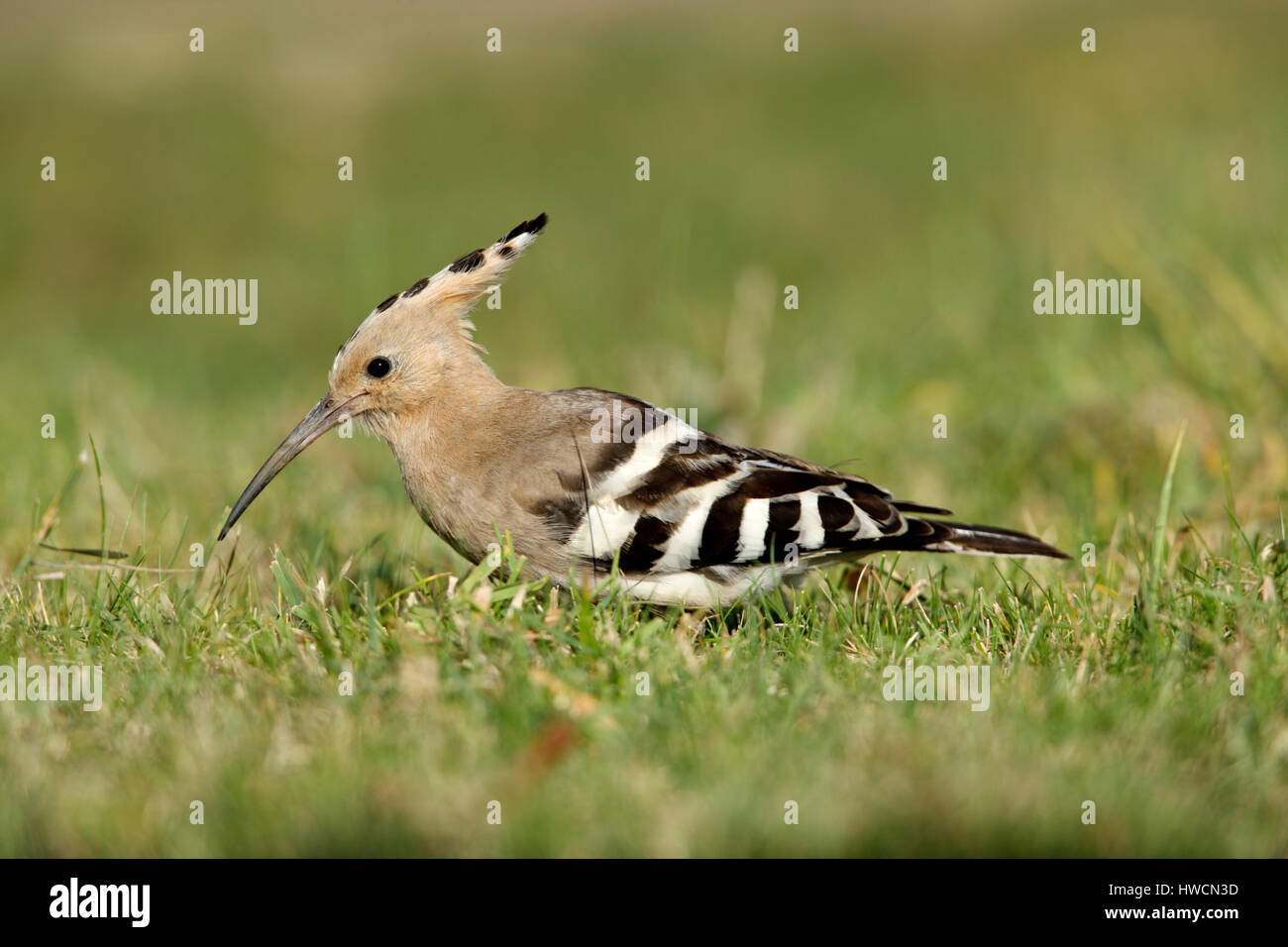 Hoopoe, Upupa epops, a pink,black and white bird with a long curved bill and a large crest on it's head, onomatopoeic name from call sound Stock Photo