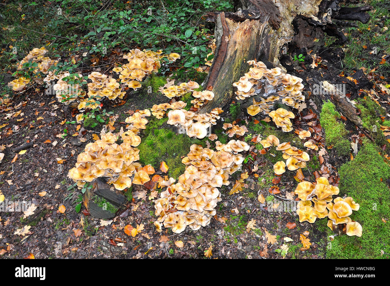 Honey fungus around the base of an oak tree stump in the New Forest National Park, England Stock Photo