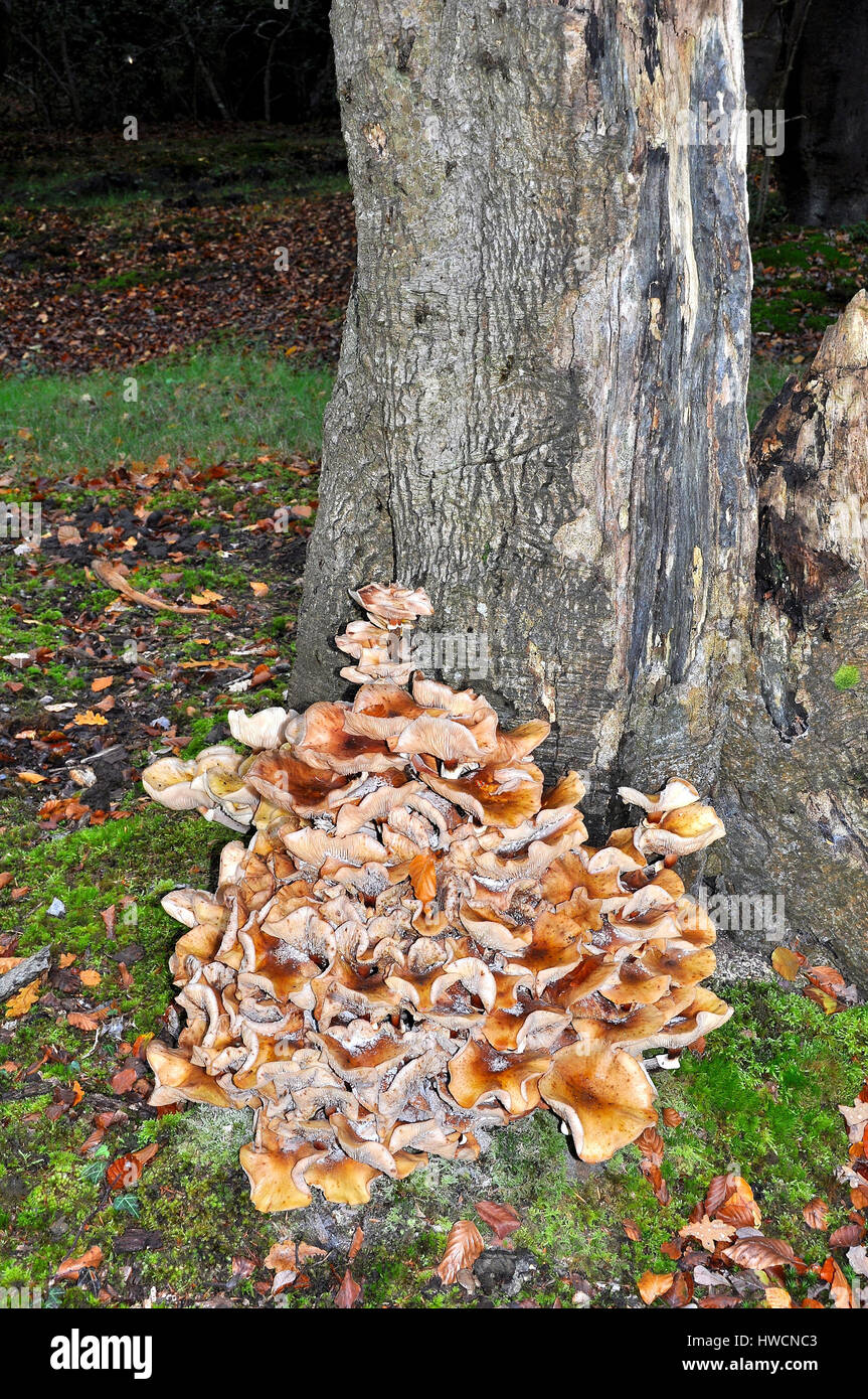 Honey fungus around the base of an oak tree stump in the New Forest