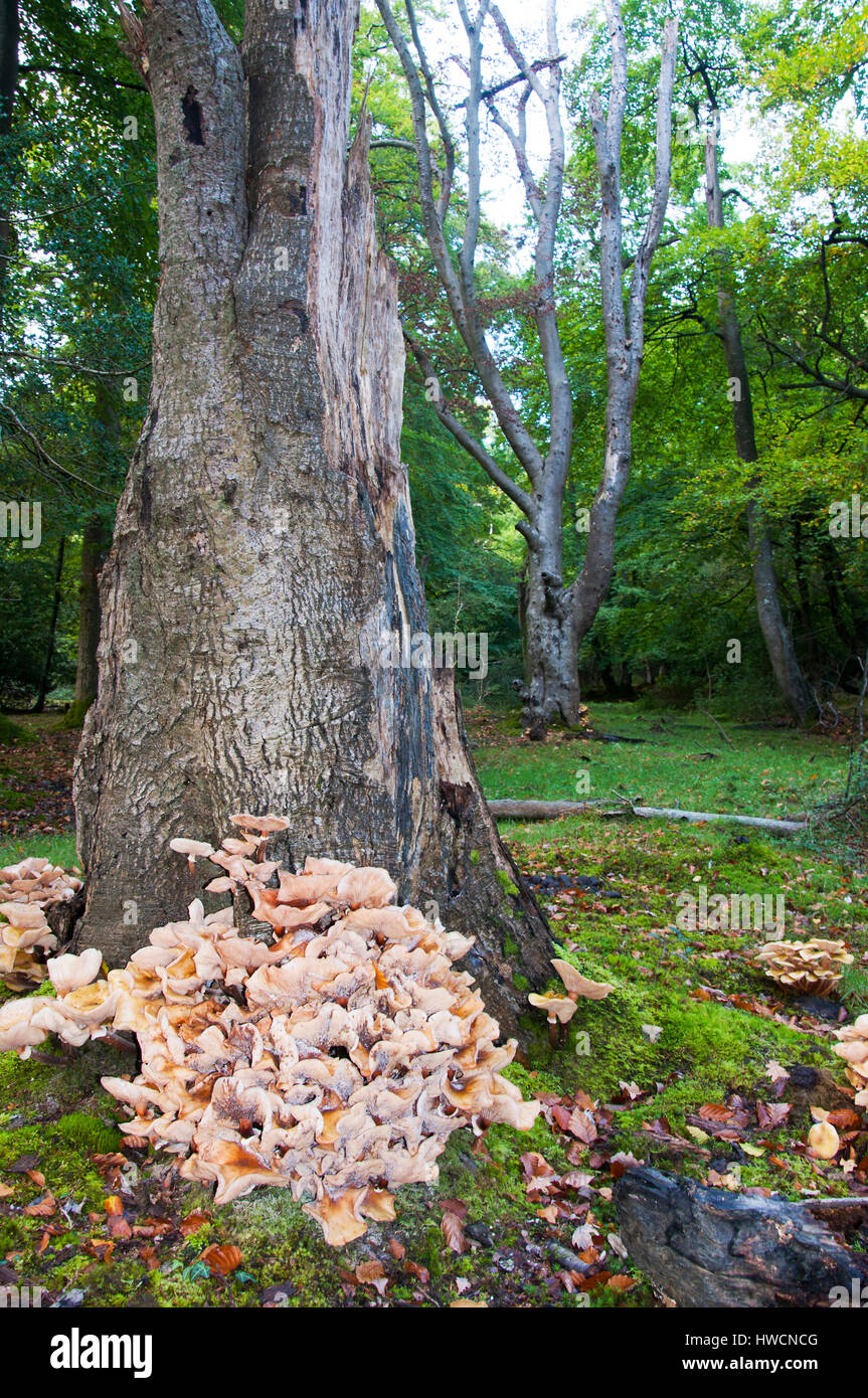 Honey fungus around the base of an oak tree stump in the New Forest National Park, England Stock Photo