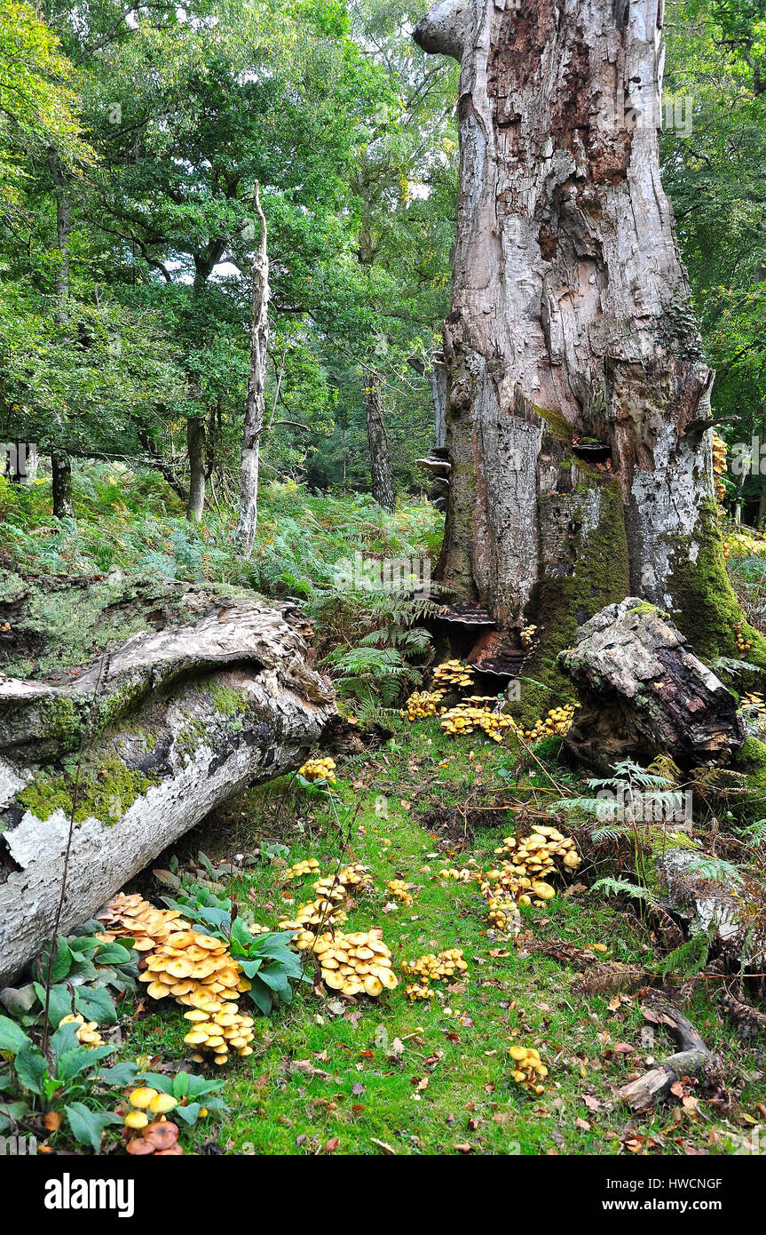 Honey Fungus Armillaria mellea, around the base of an oak tree stump Stock Photo