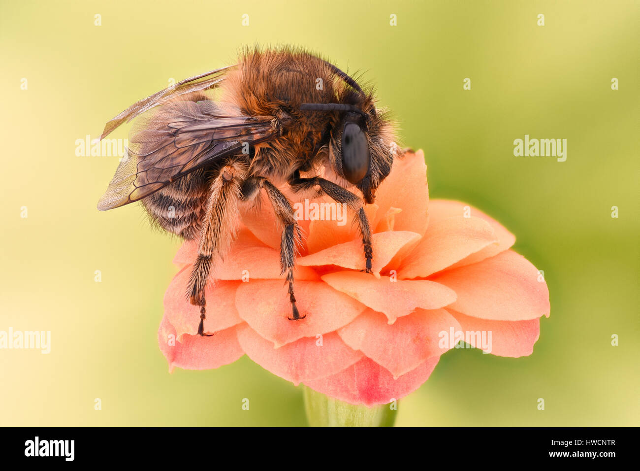 Extreme magnification - Bee pollinating flower Stock Photo