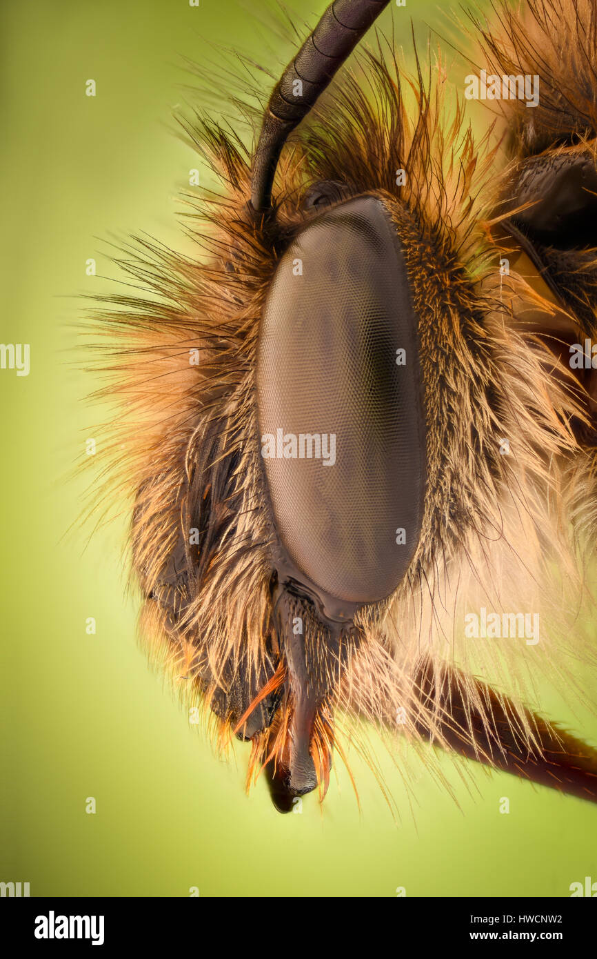 Extreme magnification - Honey Bee Stock Photo