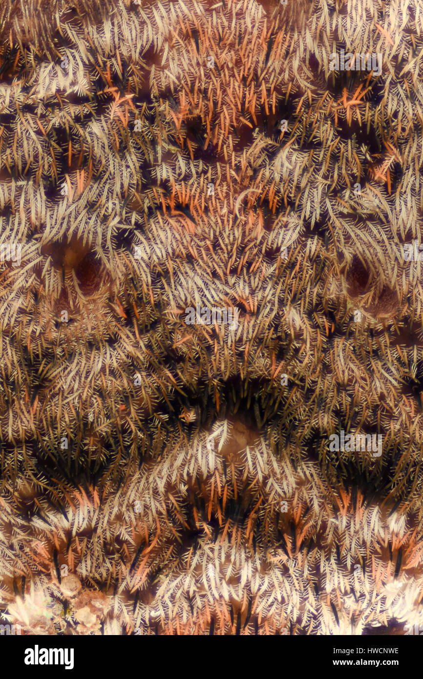 Extreme magnification - Crab spider skin texture Stock Photo