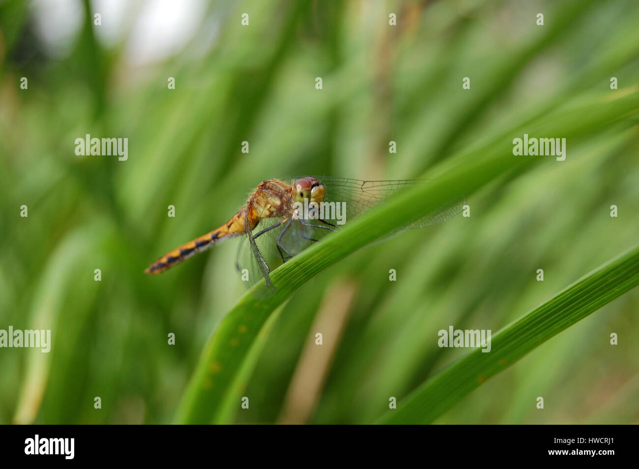 Labrum Insect High Resolution Stock Photography and Images - Alamy